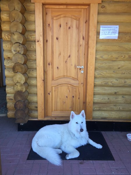 Hundehütte aus 16cm Rundbohlen Hundehaus Hundeschlafplatz Tierhaus Hundekota ein Haus für's Hundeleben