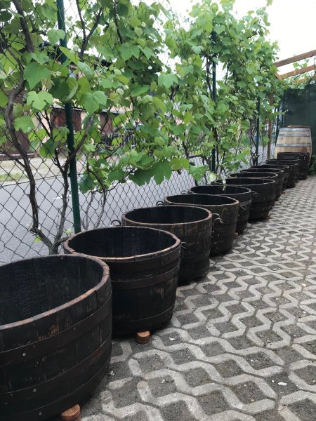 BKW63+BG+H55 ein 100 Liter Blumenkübel aus Whiskyfass D.oben 63 D.unten 55cm, H.55cm