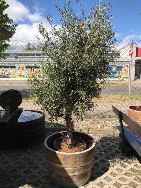 Olivenbaum mit 2m Höhe + 115 Liter Barrique Eichenfasshälfte mit D.70cm,H.45-47cm Blumenkübel Eichenfass Holzfass Miniteich Wasserfass Regentonne