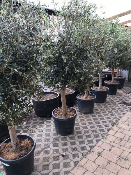 Olivenbaum mit 2m Höhe + 115 Liter Barrique Eichenfasshälfte mit D.70cm,H.45-47cm Blumenkübel Eichenfass Holzfass Miniteich Wasserfass Regentonne