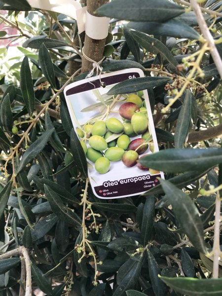 Olivenbaum mit 2m Höhe + 115 Liter Barrique Eichenfasshälfte mit D.70cm,H.45-47cm Blumenkübel Eichenfass Holzfass Miniteich Wasserfass Regentonne