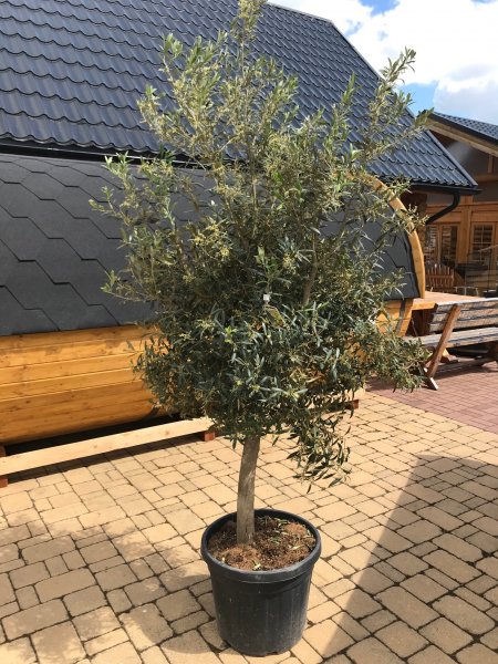 Olivenbaum mit 2m Höhe + 115 Liter Barrique Eichenfasshälfte mit D.70cm,H.45-47cm Blumenkübel Eichenfass Holzfass Miniteich Wasserfass Regentonne