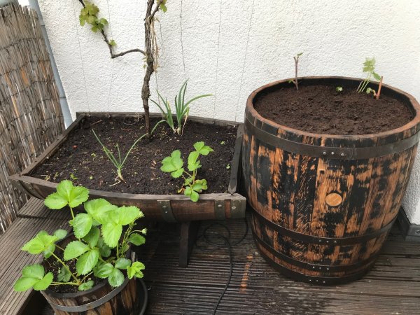 170 Liter Regentonne Blumenkübel Miniteich aus Whiskyfass abgeschliffenes Eichenfass Fassregentonne Holzfass