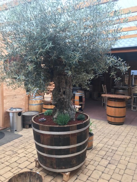 Olivenbaum mit 3m Höhe + 500 Liter Barrique Eichenfasshälfte mit D.105cm,H.82cm Blumenkübel Eichenfass Holzfass Miniteich Wasserfass Regentonne