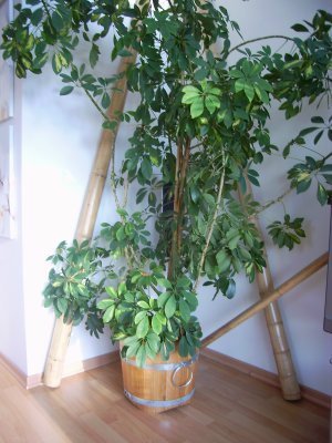 BKE30 Pflanzkübel neu aus Eichenholz mit D. von 30cm, Winterfest