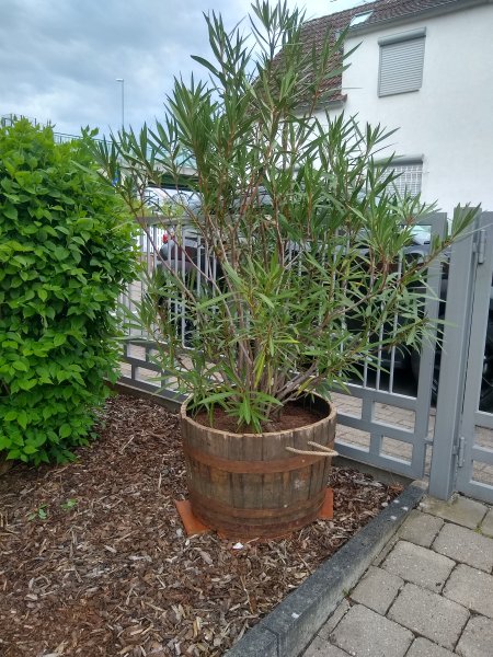 250 Liter Regentonne - Blumenkübel Miniteich aus original burbon Whiskyfass D.92cm, H.66cm