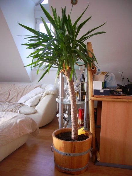 BKE55 Pflanzkübel neu aus Eichenholz mit D. von 55cm, winterfest