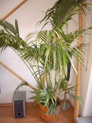 BKE40 Pflanzkübel neu aus Eichenholz mit D. von 40cm, Winterfest