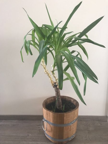 BKE35 Pflanzkübel neu aus Eichenholz mit D. von 35cm, Winterfest