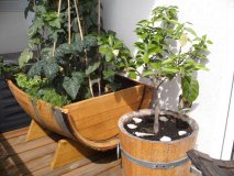 115 Liter quer Barrique - Eichenfasshälfte mit (LxBxH) 95x70x35cm als Pflanzkübel oder Hochbeet