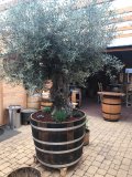 Olivenbaum mit 3m Höhe + 500 Liter Barrique Eichenfasshälfte mit D.105cm,H.82cm Blumenkübel Eichenfass Holzfass Miniteich Wasserfass Regentonne